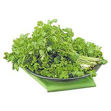 CILANTRO EN MANOJO UNIDAD CILANTRO EN MANOJO UNIDAD