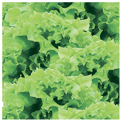 LECHUGA AMERICANA UNIDAD LECHUGA AMERICANA UNIDAD