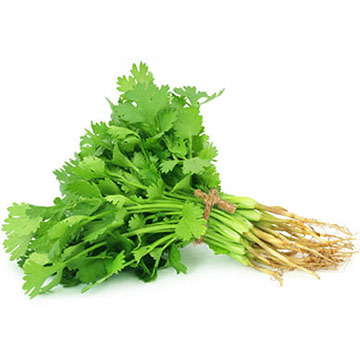CILANTRO EN MANOJO CILANTRO EN MANOJO